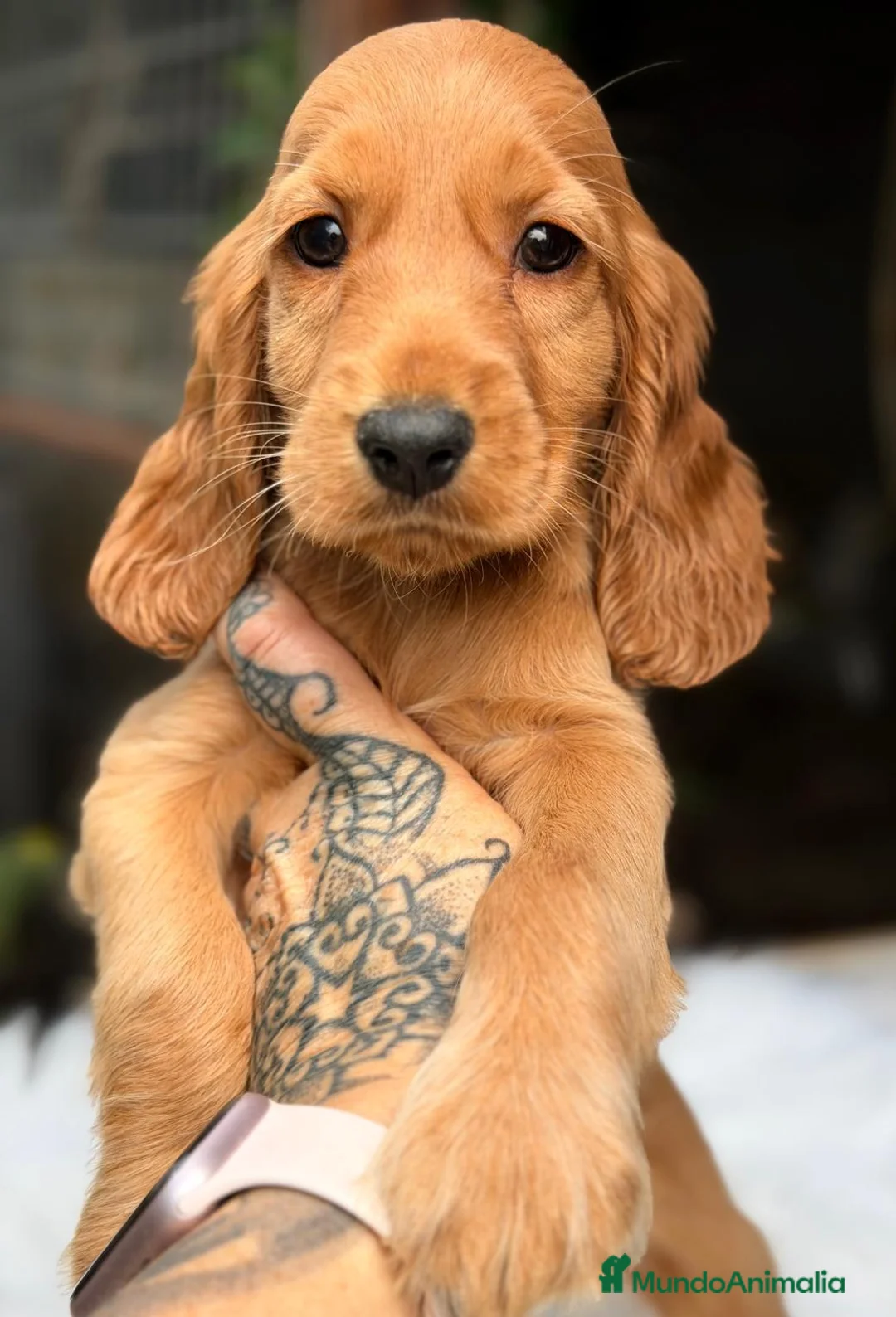 Cocker Spaniel Inglés perros en venta: COCKER SPANIEL INGLES DORADO  - Anuncio 2