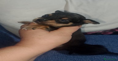 Chihuahua perros - Anuncio 10