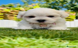 Bichón Maltés perros en venta: BICHÓN MALTÉS HEMBRA - Imagen 2