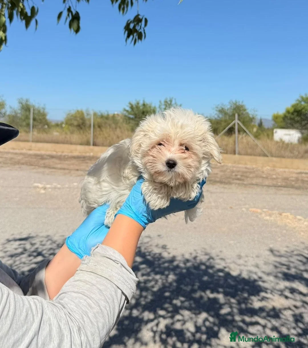 Bichón Maltés perros en venta: BICHÓN MALTÉS - 💖 DISPONIBLE - Anuncio 2