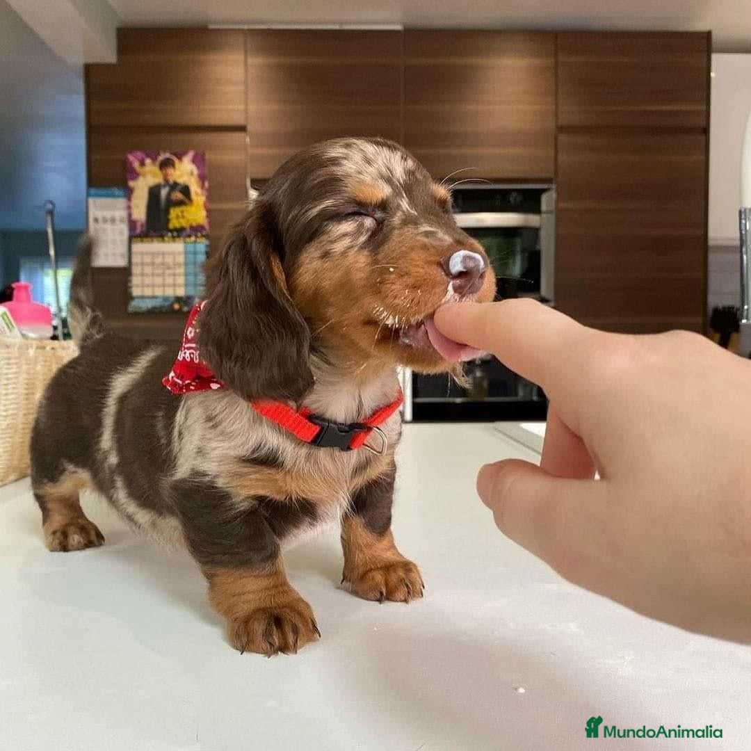 Teckel perros TECKEL MADRID ///// CACHORRITOS  - Anuncio 20