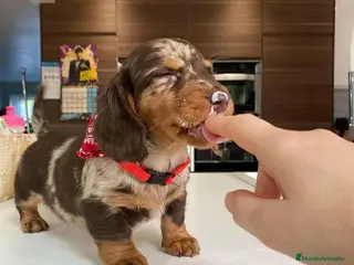 Teckel perros TECKEL MADRID ///// CACHORRITOS - Anuncio 6