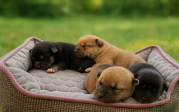 Shiba Inu perros en venta: Cachorros Shiba Inu!  - Imagen 1