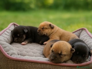 Shiba Inu perros - Anuncio 24