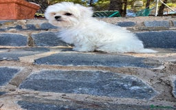 Bichón Maltés perros en venta: Bichon maltés toy macho listo para entregar!! - Imagen 1