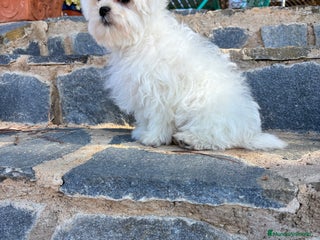 Bichón Maltés perros - Anuncio 1