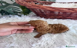 Caniche Toy perros en venta: CANICHE TOY MACHO - Imagen 5