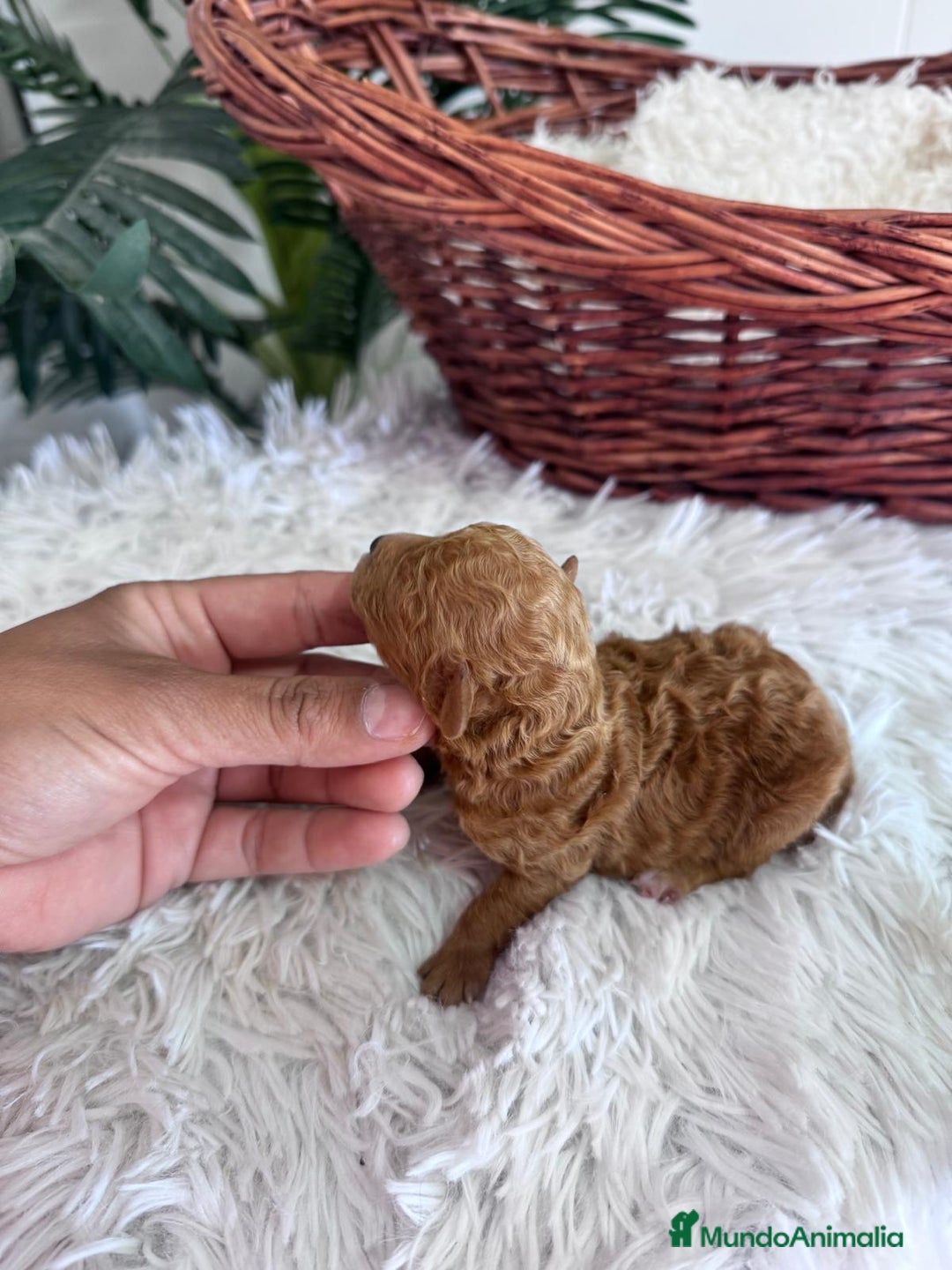 Caniche Toy perros en venta: CANICHE TOY MACHO - Imagen 5