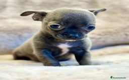 Chihuahua perros en venta: CHIHUAHUA TOY BLUE SOLIDO - Anuncio 5