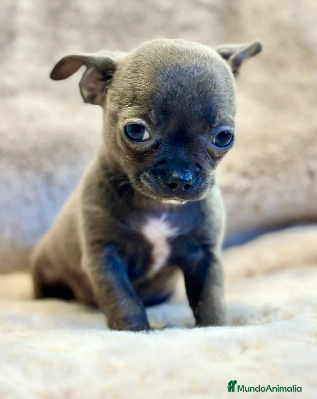 Chihuahua perros en venta: CHIHUAHUA TOY BLUE SOLIDO - Anuncio 5
