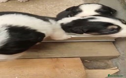 Border Collie perros en venta: Border collie nueva camada - Imagen 6