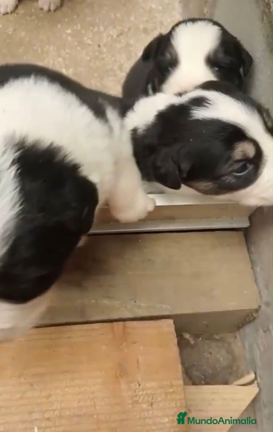 Border Collie perros en venta: Border collie nueva camada - Imagen 6