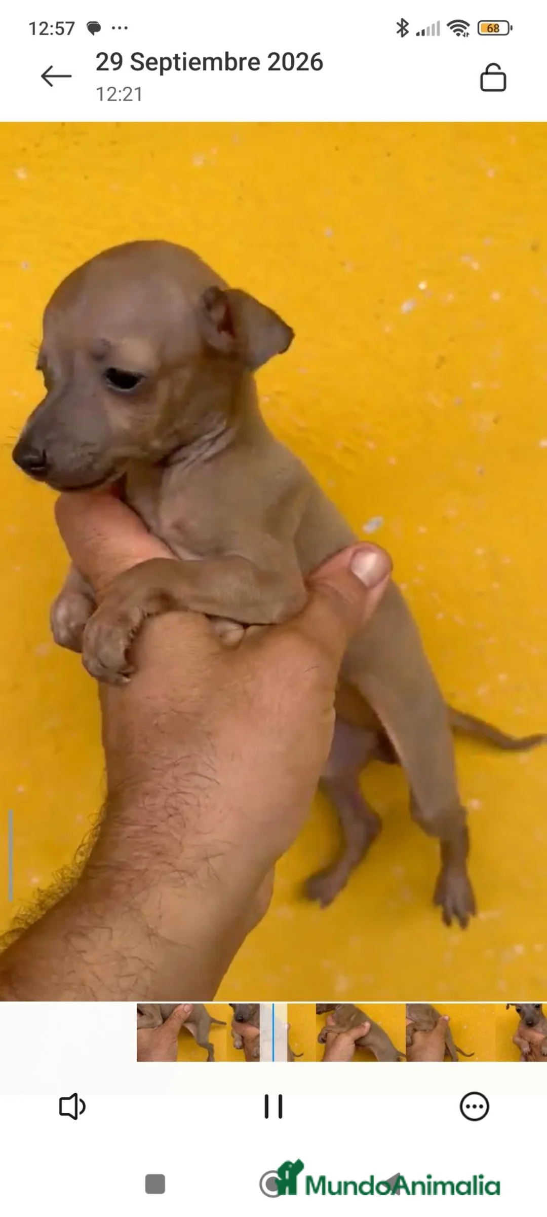 Pequeño Lebrel Italiano perros en venta: Cachorros Piccolo italiano  - Anuncio 2