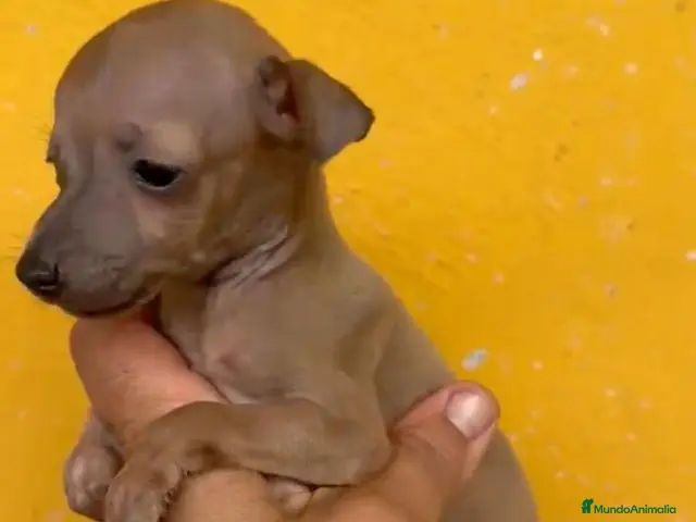 Pequeño Lebrel Italiano perros Cachorros Piccolo italiano - Anuncio 2
