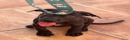 American Pit Bull Terrier perros en venta: Pitbull hembras - Anuncio 7