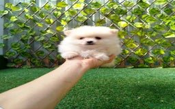 Pomerania perros en venta: Lulú de pomerania toy  - Imagen 1