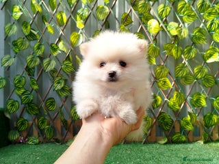 Pomerania perros - Anuncio 2