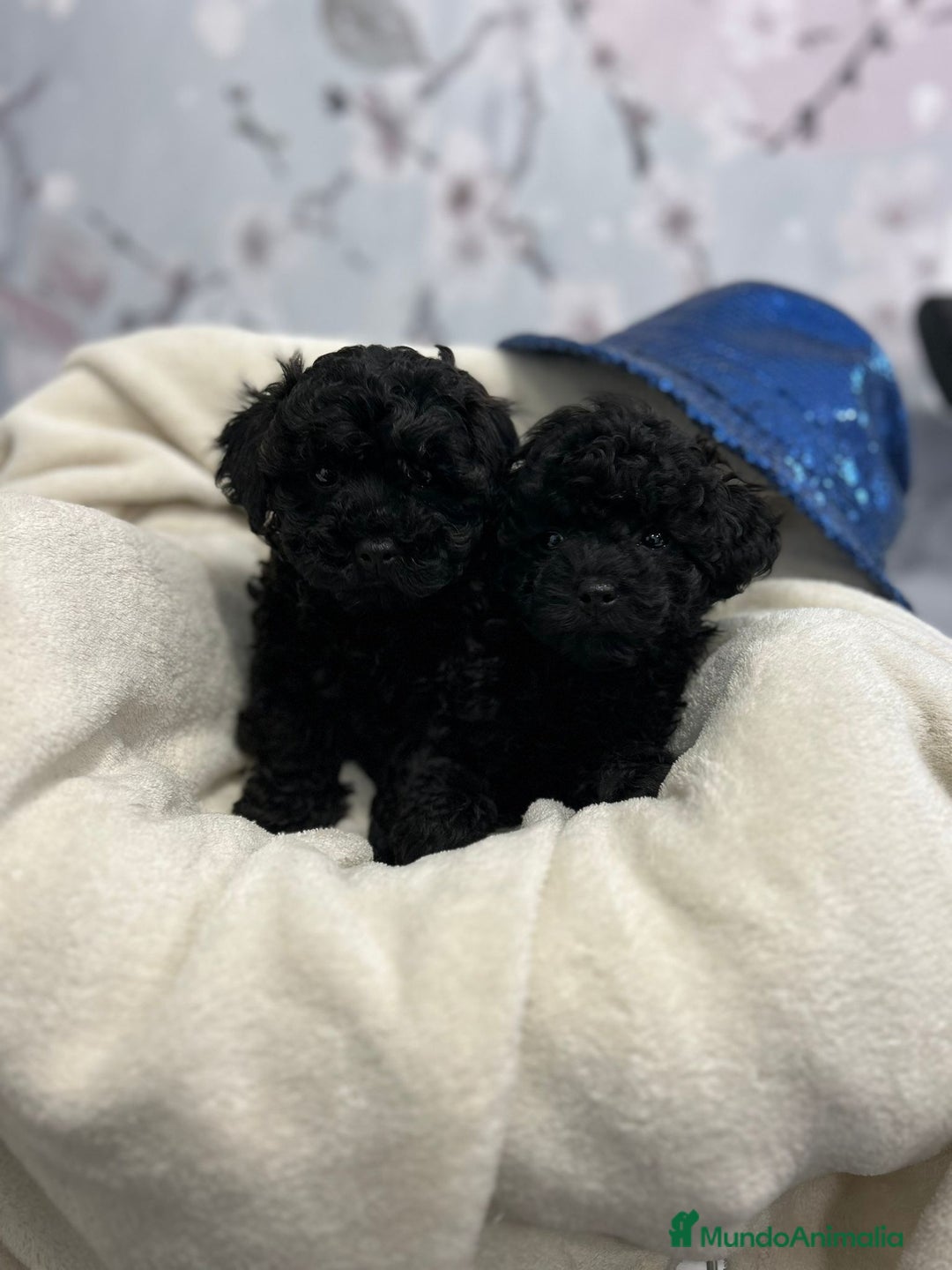 Caniche Toy perros en venta: Caniche toy - Anuncio 3