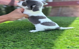 Chihuahua perros en venta: CHIHUAHUA MACHO - Imagen 3