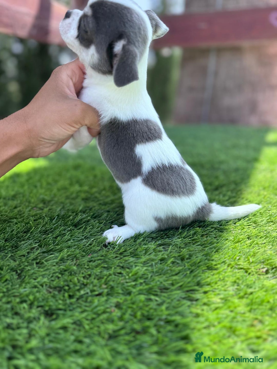 Chihuahua perros en venta: CHIHUAHUA MACHO - Imagen 3