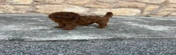 Caniche Toy perros en venta: Caniche Toy  - Anuncio 1