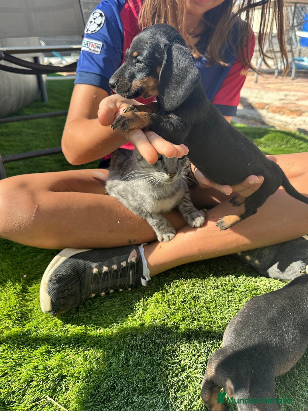 Teckel Miniatura perros en venta: Cachorritos negro/fuego impresionantes - Imagen 1