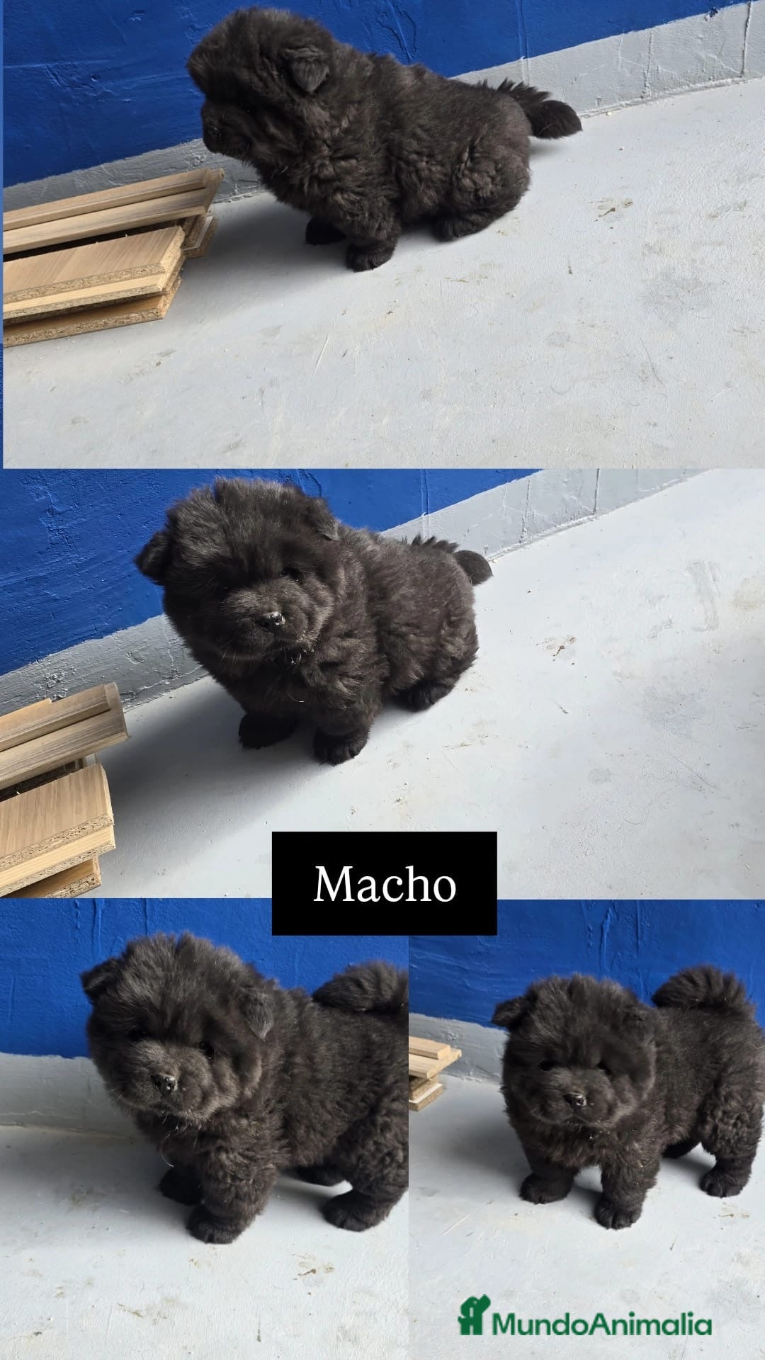 Chow Chow perros en venta: Preciosa hembra de Chow Chow  - Anuncio 1