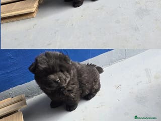 Chow Chow perros Preciosa hembra de Chow Chow - Anuncio 34