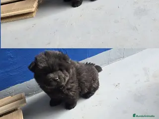 Chow Chow perros Preciosa hembra de Chow Chow - Anuncio 2