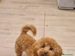 Caniche Toy perros Caniche toy - Anuncio 1