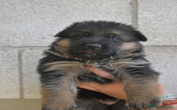 Pastor Alemán perros en venta: CACHORROS DE PASTOR ALEMÁN  - Imagen 5