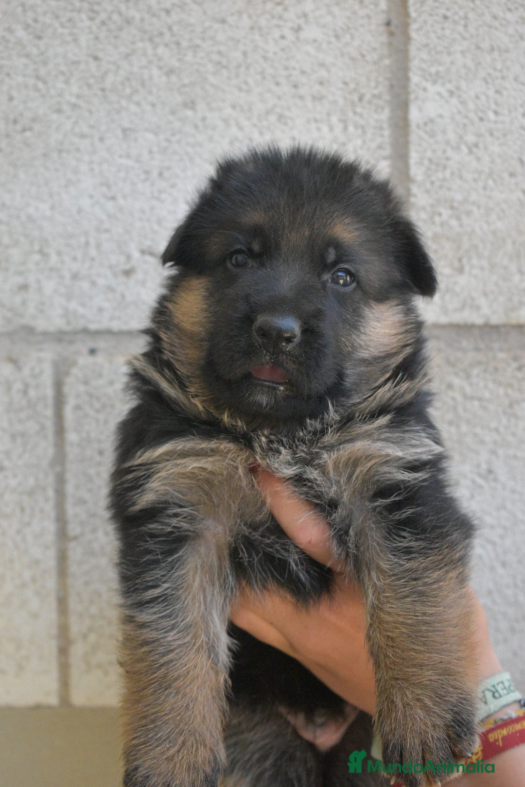 Pastor Alemán perros en venta: CACHORROS DE PASTOR ALEMÁN  - Imagen 5