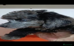 Caniche Toy perros en venta: Exclusivos caniche toy exóticos!!! - Imagen 2