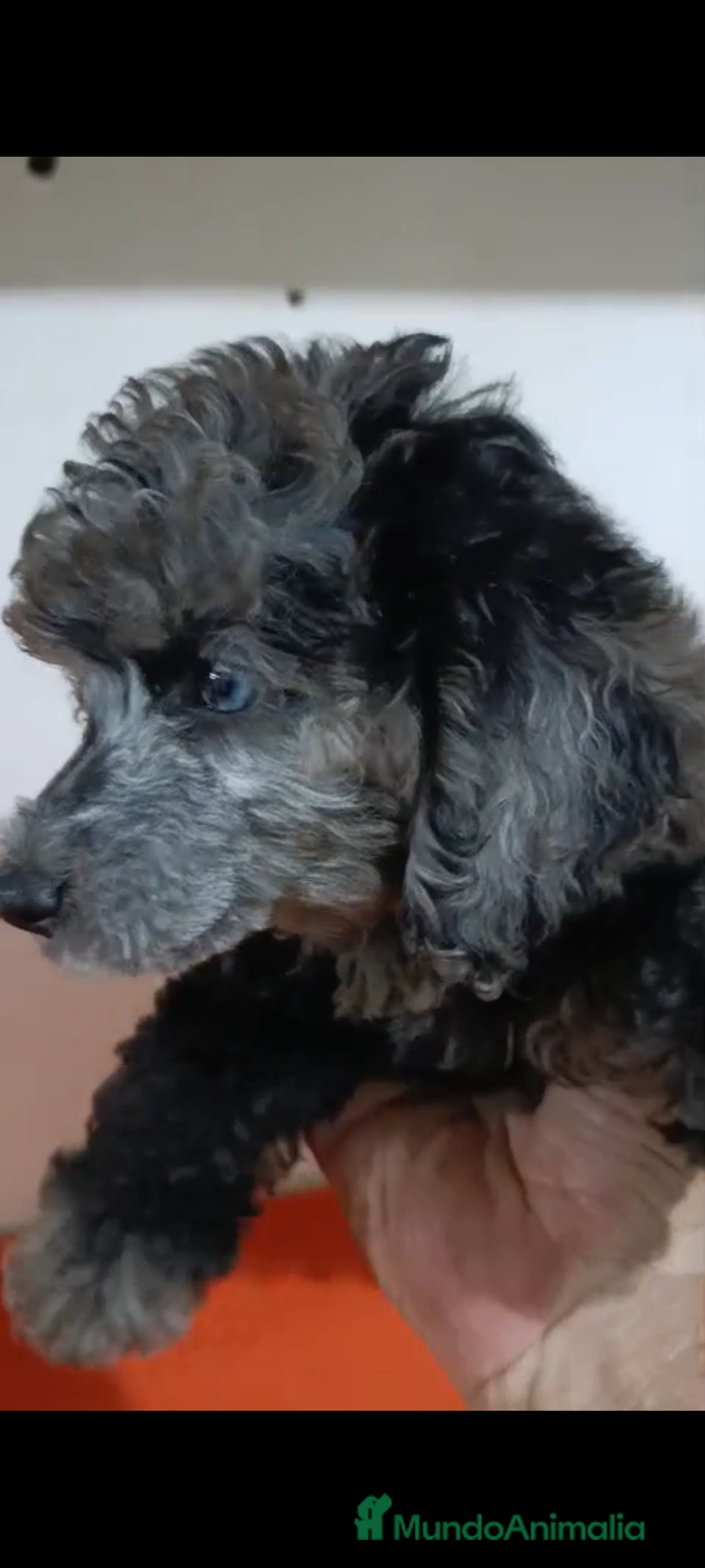 Caniche Toy perros en venta: Exclusivos caniche toy exóticos!!! - Imagen 2