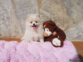 Pomerania perros en Barcelona - Anuncio 1
