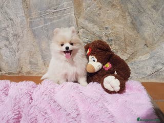 Pomerania perros Bolitas de Lulú de Pomerania en Barcelona - Anuncio 29