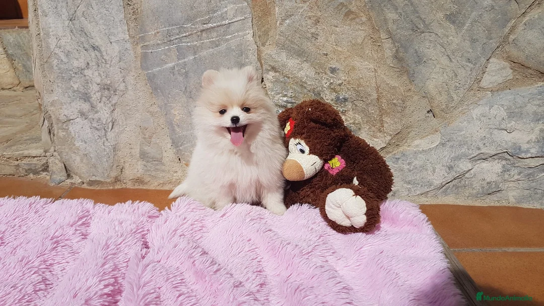 Pomerania perros en venta: Bolitas de Lulú de Pomerania  en Barcelona - Anuncio 1