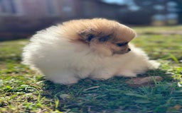 Pomerania perros en venta: Pomerania Partycolor Toy  - Anuncio 5