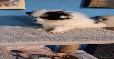 Bichón Maltés perros - Anuncio 6