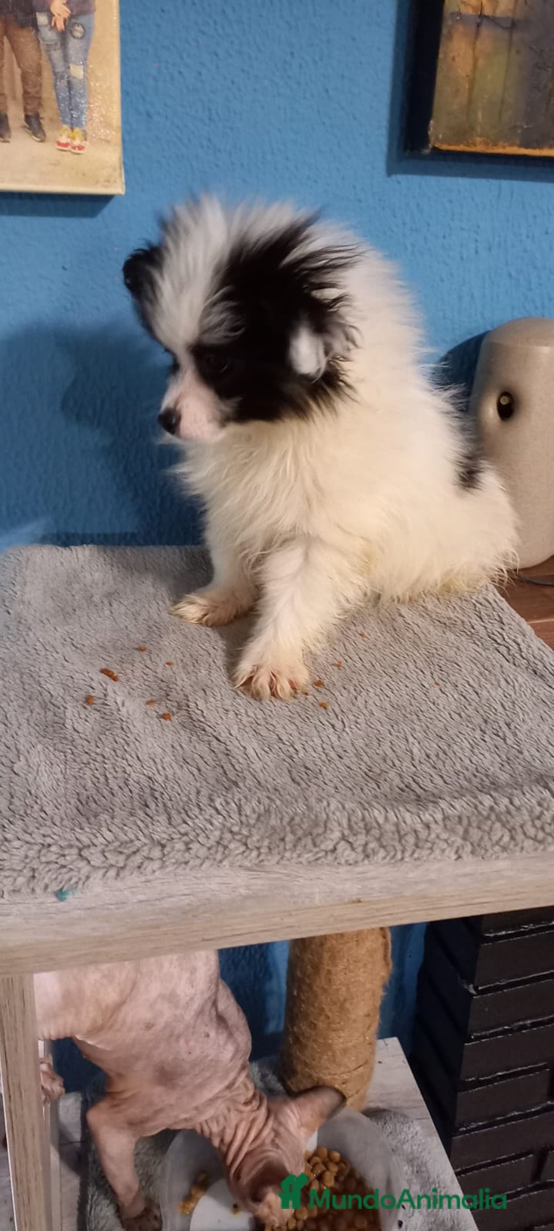 Bichón Maltés perros en venta:  maltipom macho  - Imagen 2