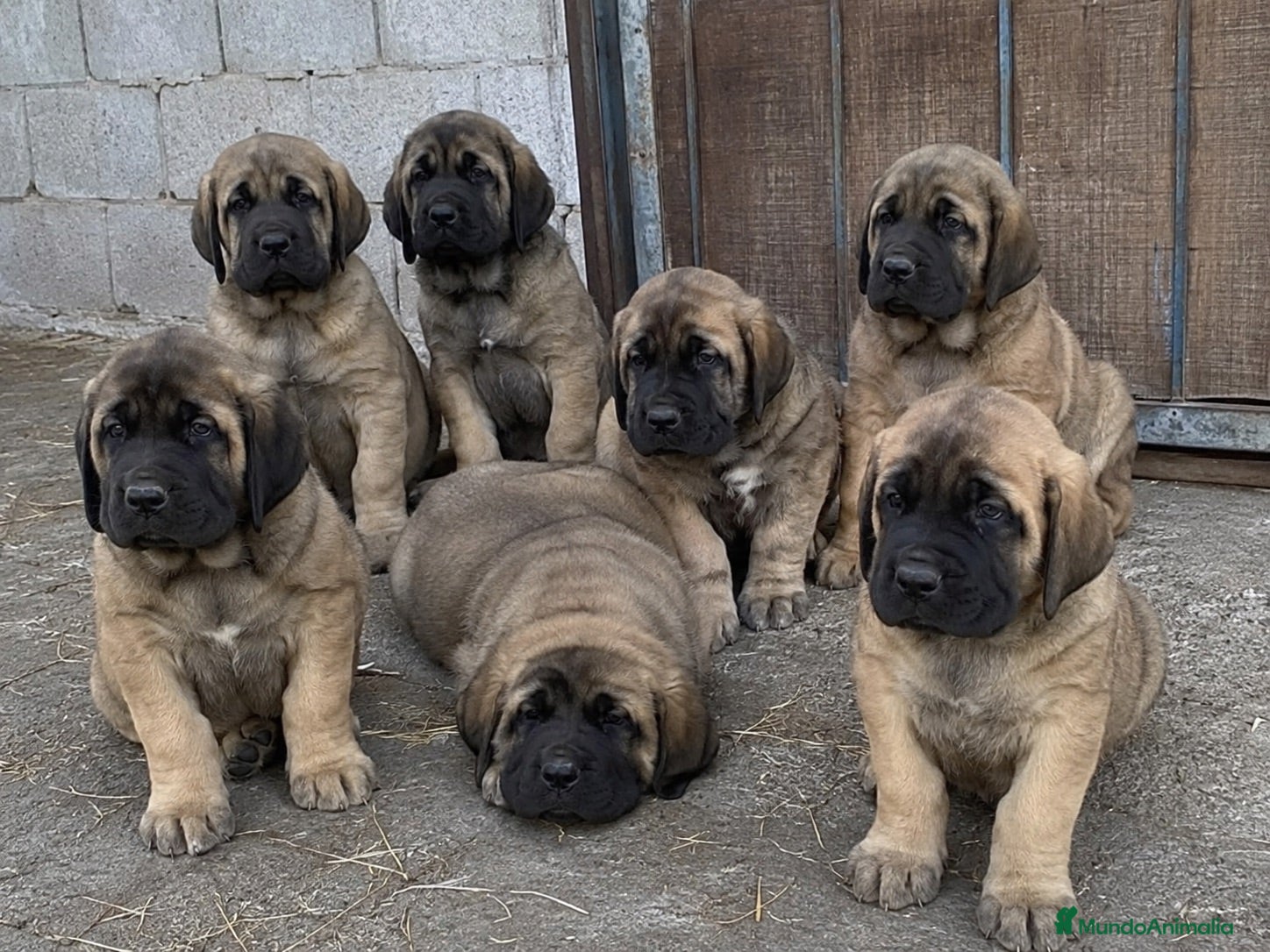 Mastín Español perros mastín malaga  - Anuncio 1