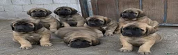 Mastín Español perros en venta: mastín malaga  - Anuncio 1