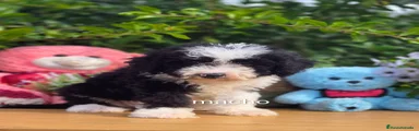 Perro de Agua Español 1