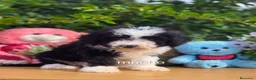 Perro de Agua Español perros en venta: Preciosos cachorros de perro de aguas - Anuncio 3