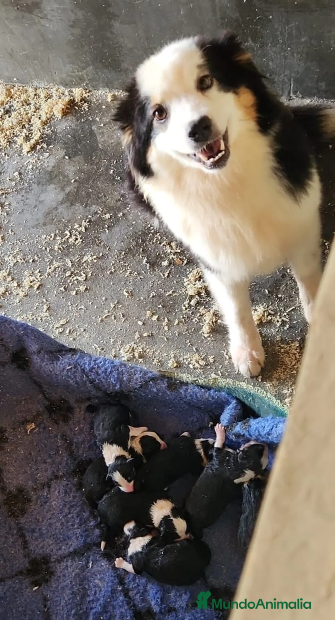 Pastor Australiano perros en venta: Pastor australiano tricolor en Barcelona - Anuncio 8