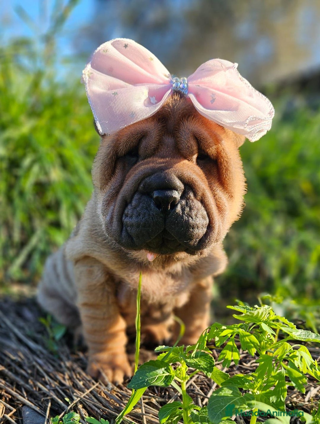Shar Pei perros en venta: PRECIOSOS BEBES SHAR PEI - Anuncio 2