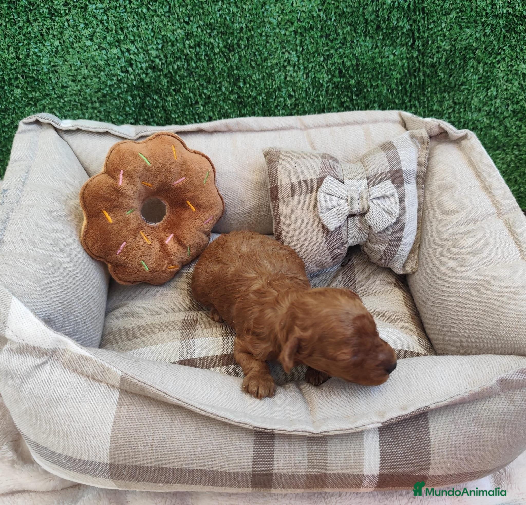 Caniche Toy perros Caniche tácita de te  - Anuncio 11