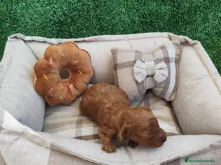 Caniche Toy perros Caniche tácita de te - Anuncio 11