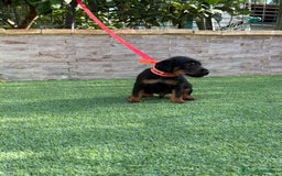 Terrier Alemán de Caza perros en venta: Disponibles cachorros Jagd terrier  - Imagen 3