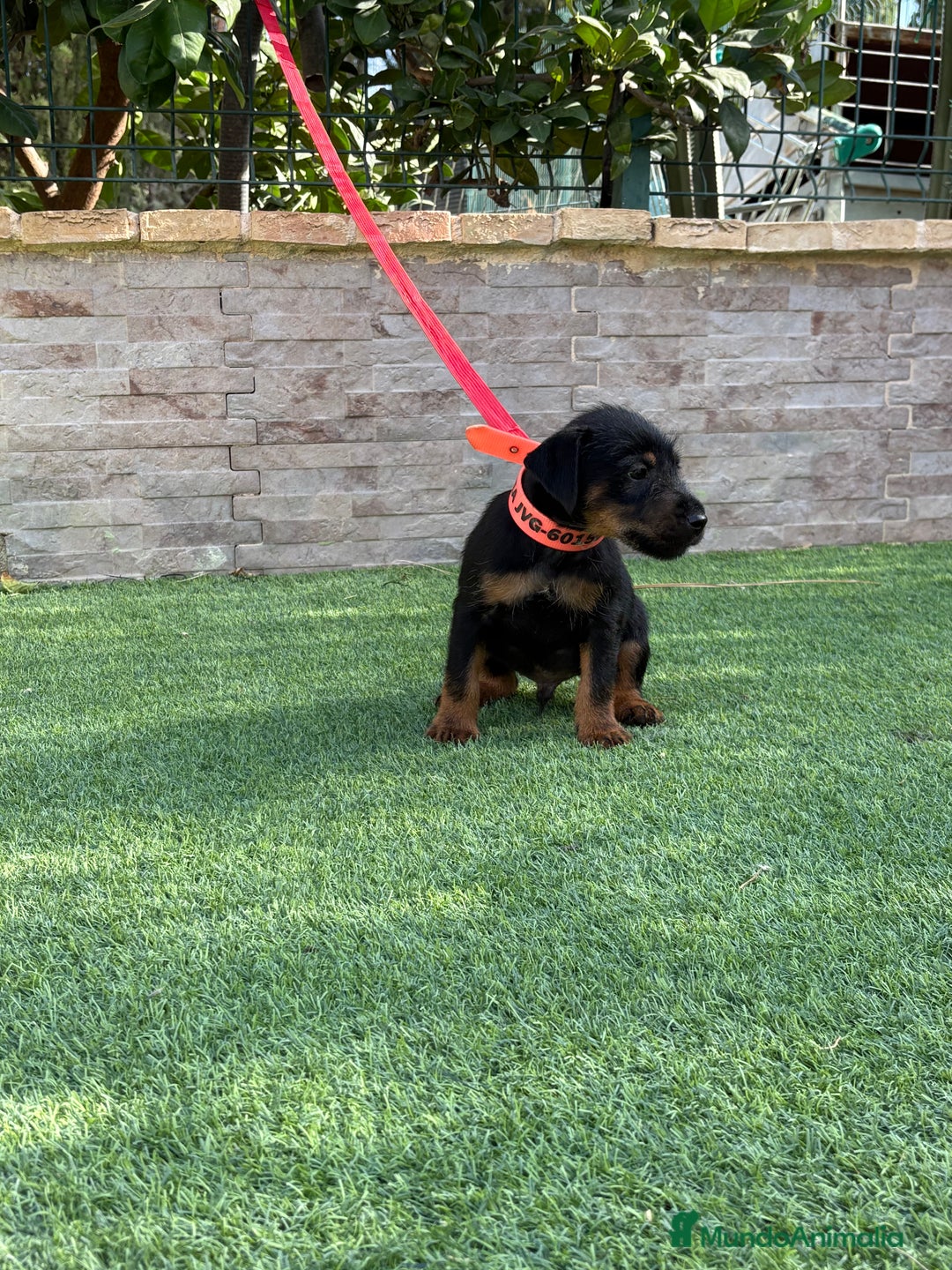 Terrier Alemán de Caza perros en venta: Disponibles cachorros Jagd terrier  - Imagen 3